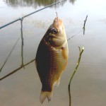 Ловля карася в ноябре: Прикормка, наживки и снасти для рыбалки на карася осенью