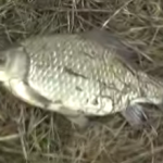 Рыбалка в Омске: карась ломает удочки